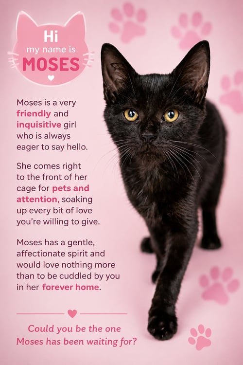 MOSES (F) (FCID# 07/20/2026 - 556) - Domestic Short Hair available for adoption