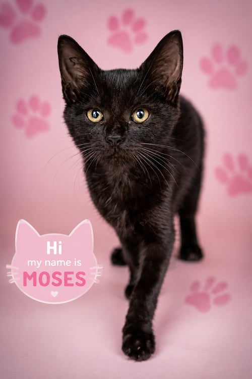 MOSES (F) (FCID# 07/20/2026 - 556) - Domestic Short Hair available for adoption