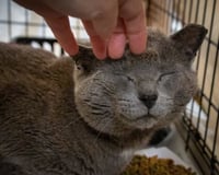 Rocky (FCID# 04/13/2026 - 15 Trainer) - Photo 2