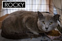 Rocky (FCID# 04/13/2026 - 15 Trainer) - Photo 3
