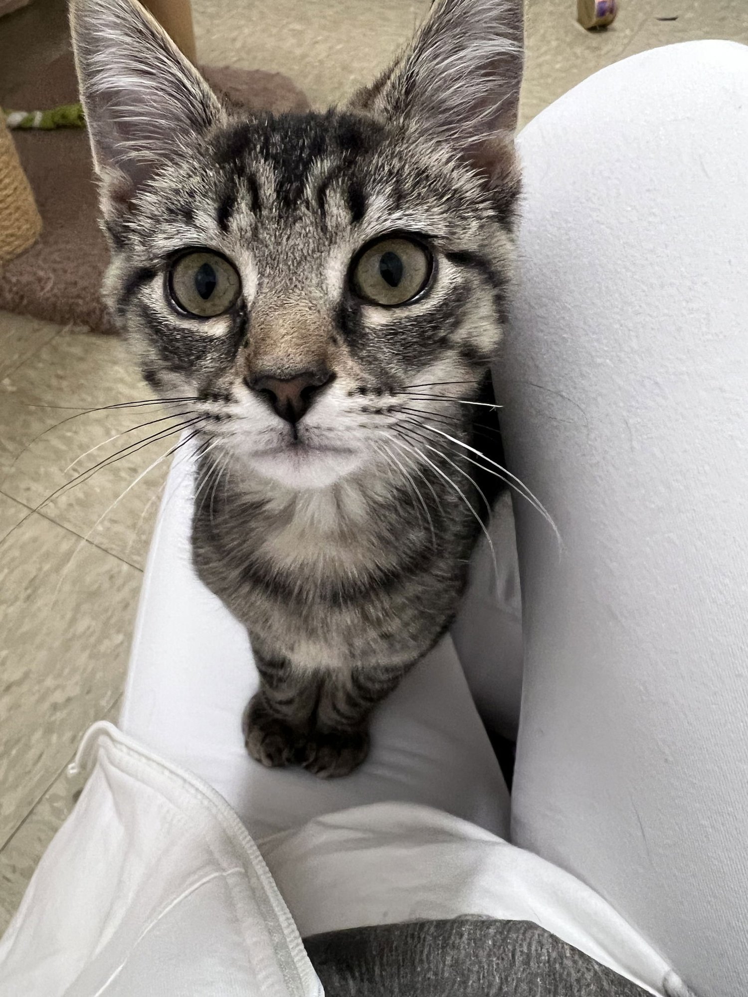 MILTON (FCID# 12/16/2025 - 134) WILLOW GROVE - Tabby available for adoption