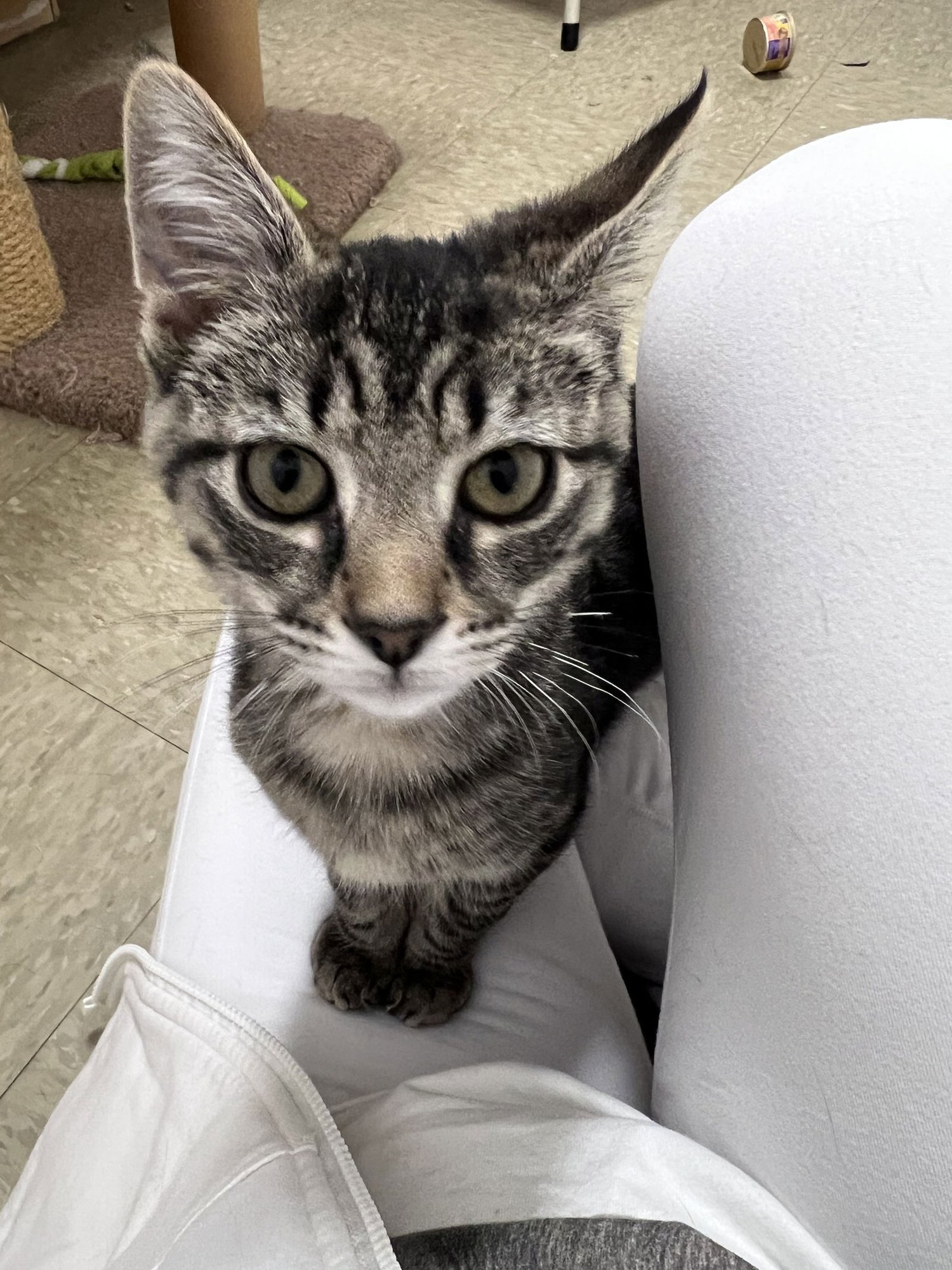 Milton (FCID# 12/16/2025 - 134) Willow Grove - Photo 3