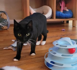 OPAL, WILLOW GROVE AREA, (FCID 12/16/2025-141) - Domestic Short Hair available for adoption