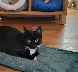 OPAL, WILLOW GROVE AREA, (FCID 12/16/2025-141) - Domestic Short Hair available for adoption