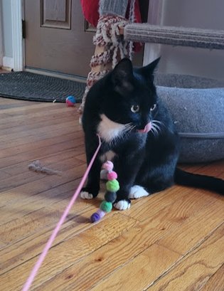 Opal, Willow Grove Area, (FCID 12/16/2025-141) - Photo 3