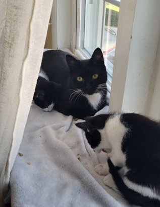 Opal, Willow Grove Area, (FCID 12/16/2025-141) - Photo 4