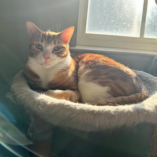 LOUIE, WILLOW GROVE AREA, (FCID 12/17/2024-131) - Tabby available for adoption