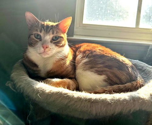 LOUIE, WILLOW GROVE AREA, (FCID 12/17/2024-131) - Tabby available for adoption