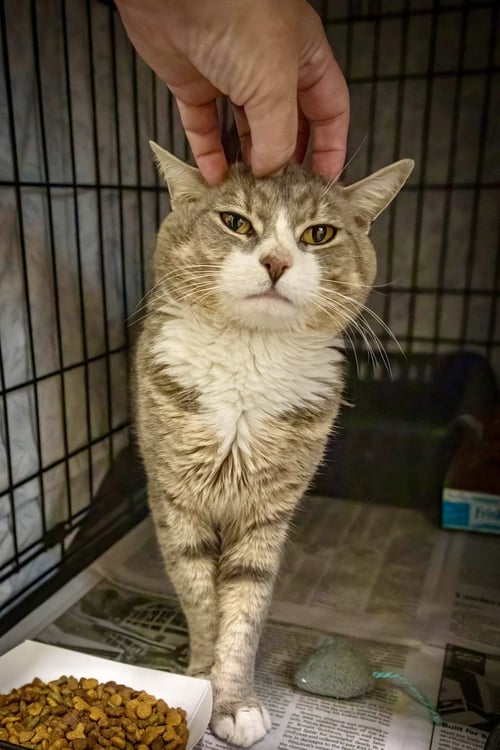 BLITZ (FCID# 07/28/2026 - 47 TRAINER) - Tabby available for adoption