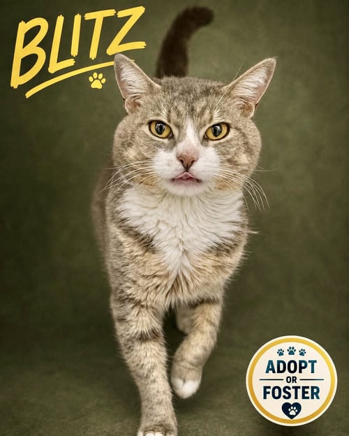 BLITZ (FCID# 07/28/2026 - 47 TRAINER) - Tabby available for adoption