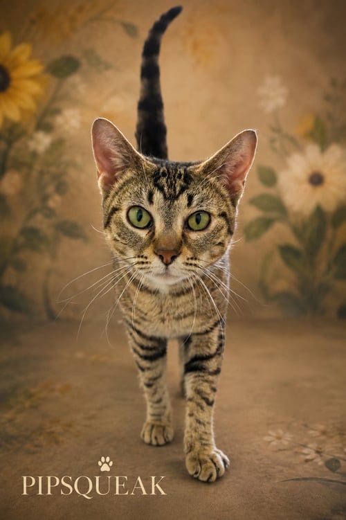 PIPSQUEAK (FCID# 05/11/2026 - 29 BRANDYWINE PS) - Tabby available for adoption