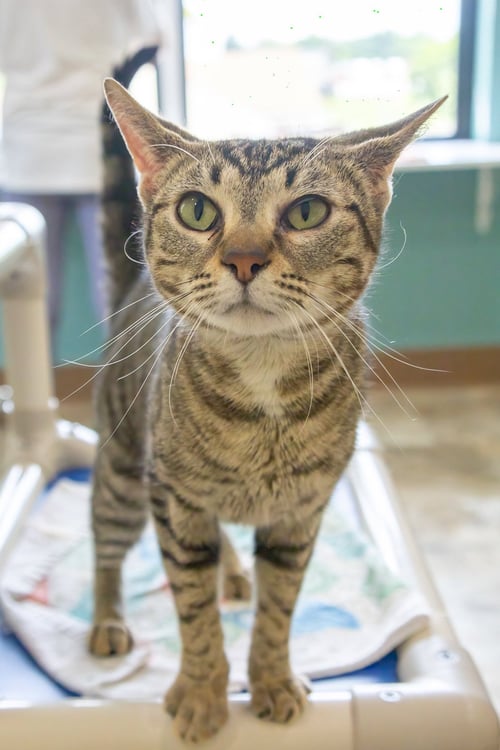 PIPSQUEAK (FCID# 05/11/2026 - 29 BRANDYWINE PS) - Tabby available for adoption