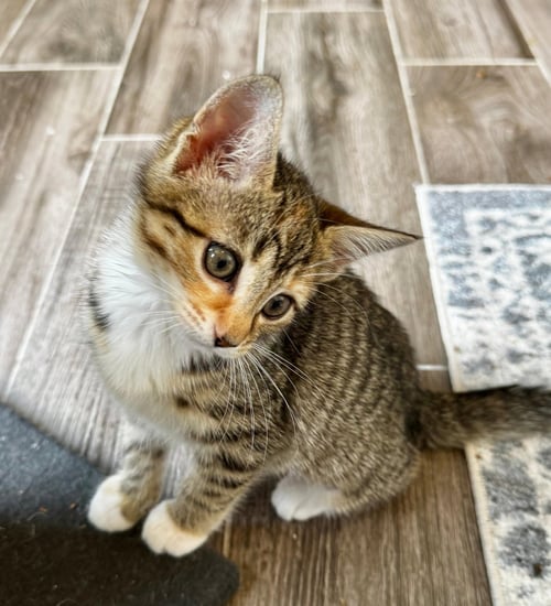 ELIZA (FCID# 06/23/2026 - 3 MIDDLETOWN PS) - Tabby / Calico available for adoption