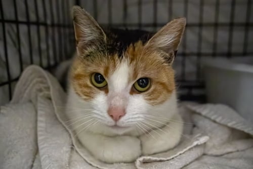 TRUFFLES AKA GIRLFRIEND (FCID# 03/18/2026 - 14 - Calico / Tabby available for adoption