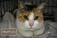 Truffles aka Girlfriend (FCID# 03/18/2026 - 14 - Photo 3