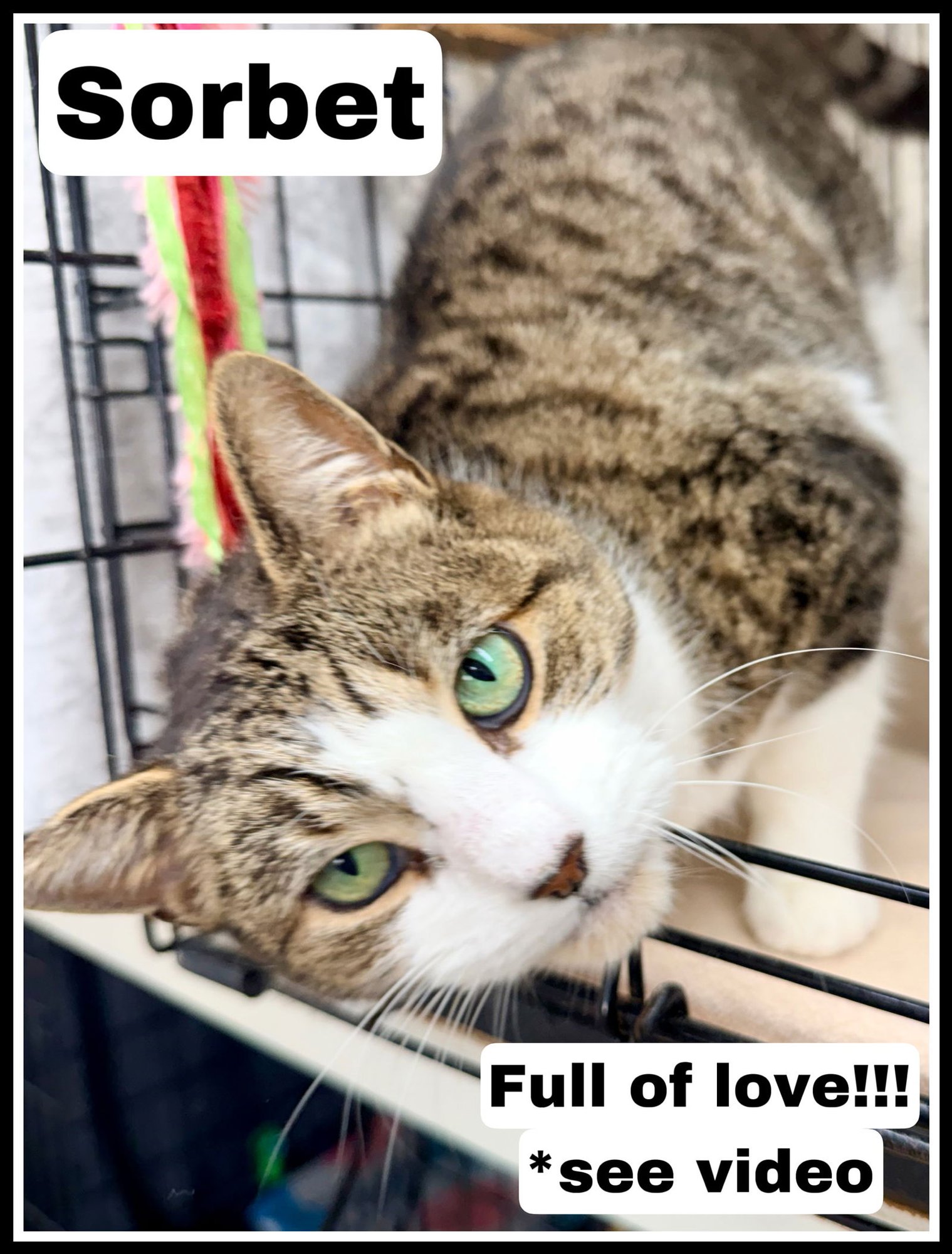 SORBET (FCID#12/29/2025 - 405) WILLOW GROVE PS - Tabby / Tuxedo available for adoption