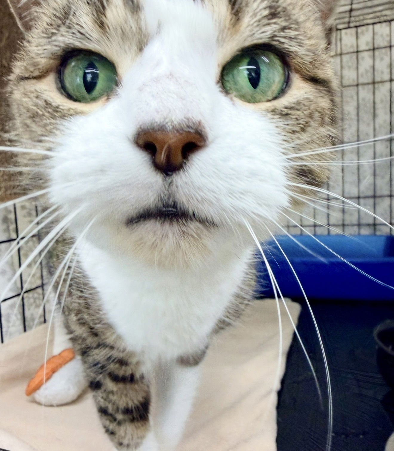 SORBET (FCID#12/29/2025 - 405) WILLOW GROVE PS - Tabby / Tuxedo available for adoption