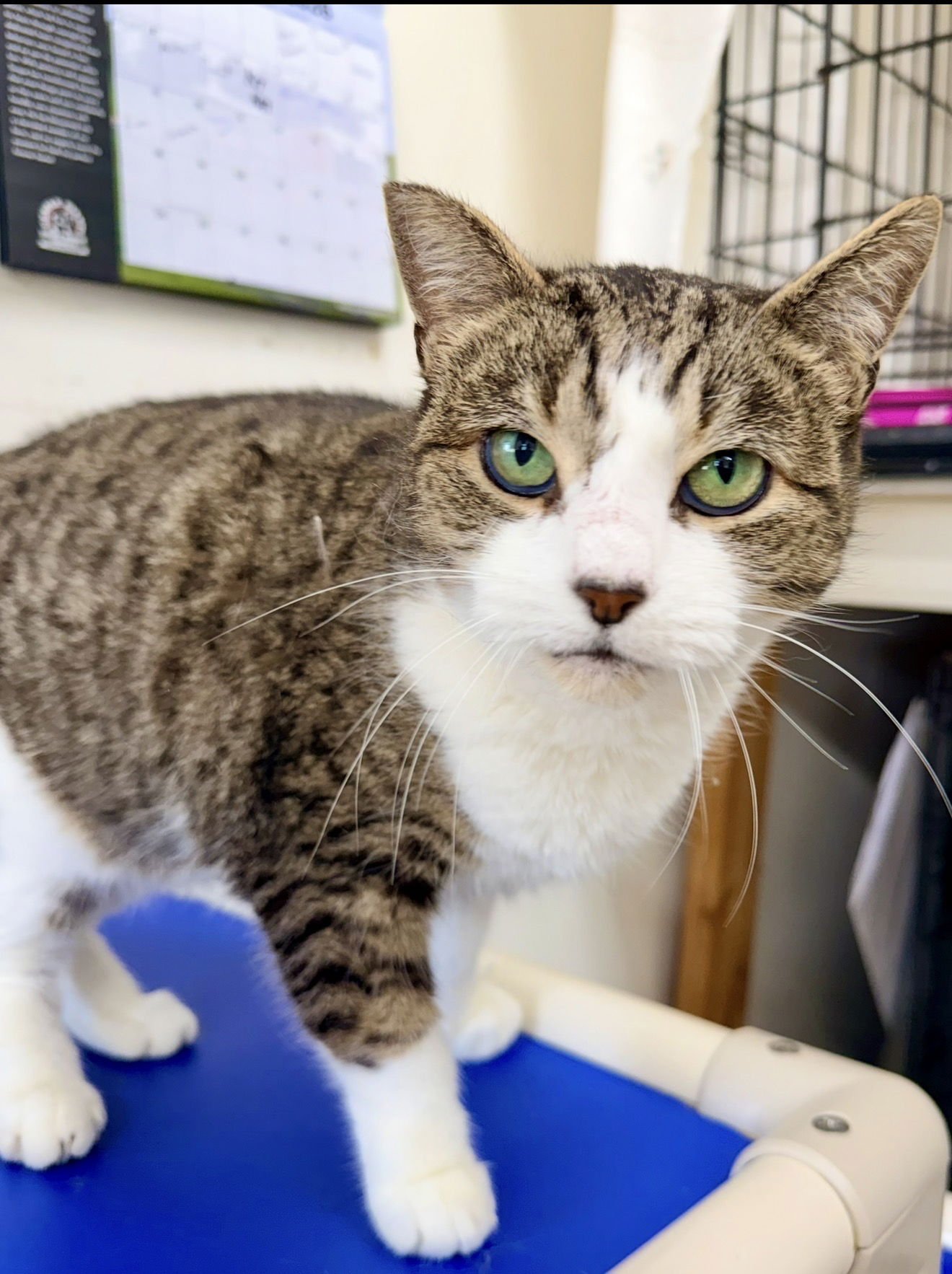 Sorbet (FCID#12/29/2025 - 405) Willow Grove PS - Photo 3