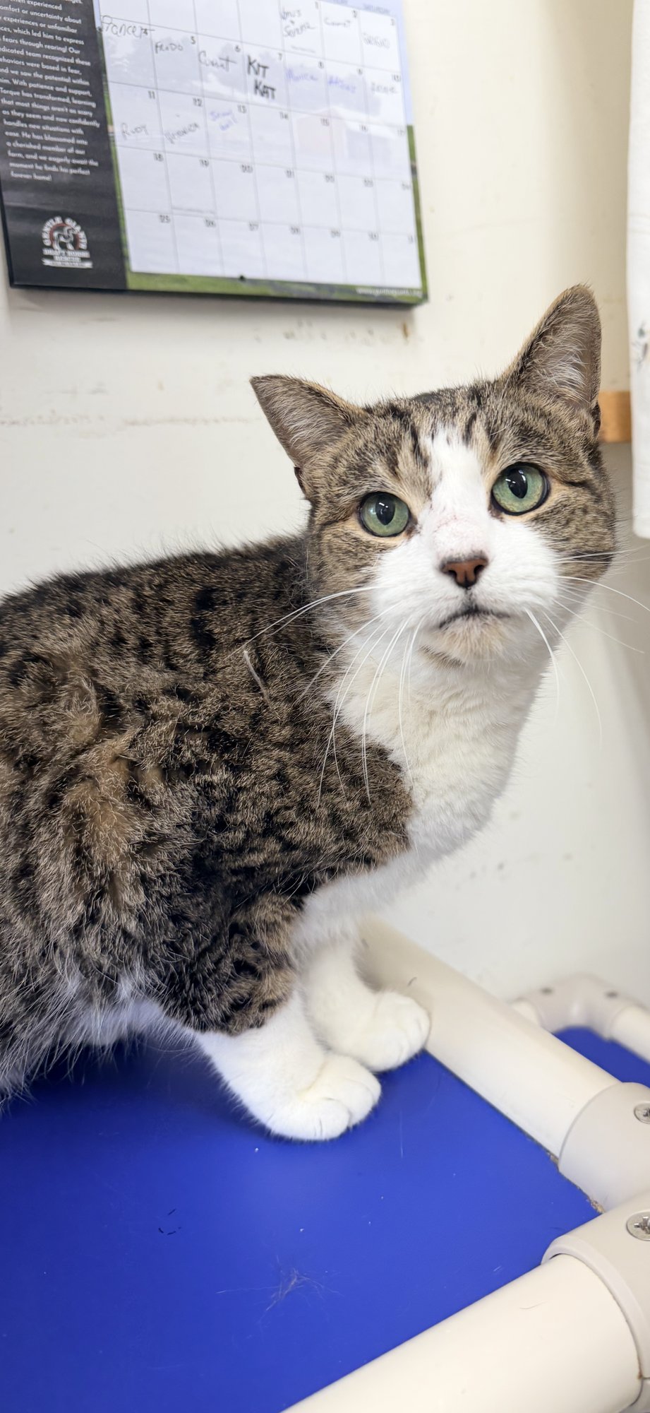 Sorbet (FCID#12/29/2025 - 405) Willow Grove PS - Photo 4