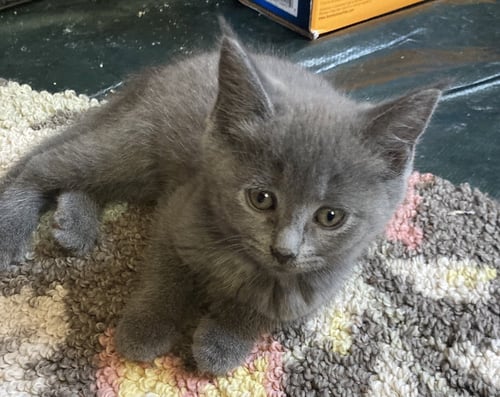 GRACIE, WILLOW GROVE AREA, (FCID 06/24/2026-129) - Domestic Short Hair available for adoption