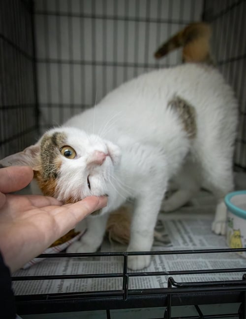 MAGNOLIA (FCID# 03/23/2026 - 31 CHRISTIANA PS) C - Domestic Short Hair / Calico available for adoption