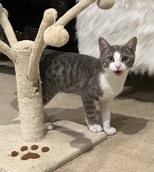 KATO (FCID# 07/06/2026 - 50 WEST CHESTER PS) - Tabby available for adoption
