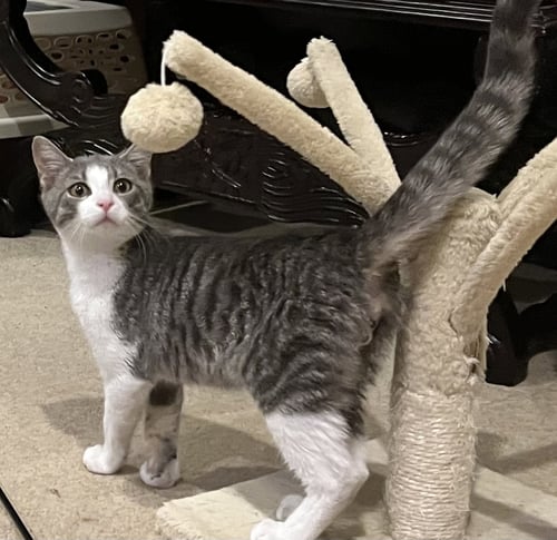 KATO (FCID# 07/06/2026 - 50 WEST CHESTER PS) - Tabby available for adoption