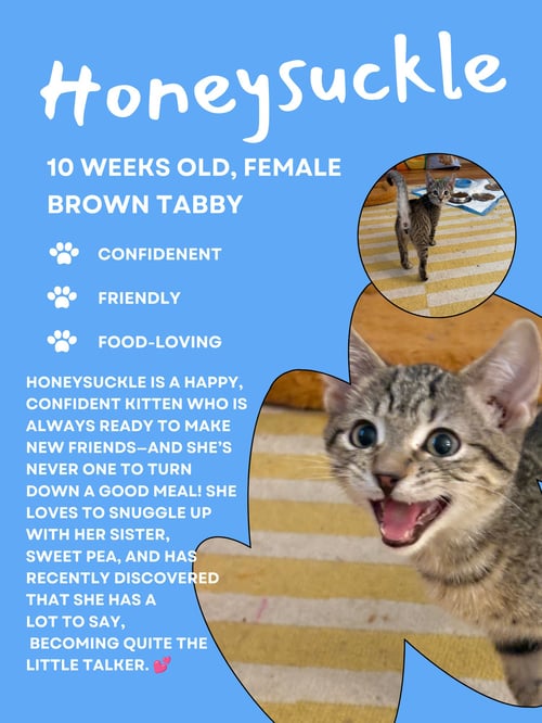 HONEYSUCKLE (FCID# 08/10/2026 - 66 WEST CHESTER PS - Tabby available for adoption