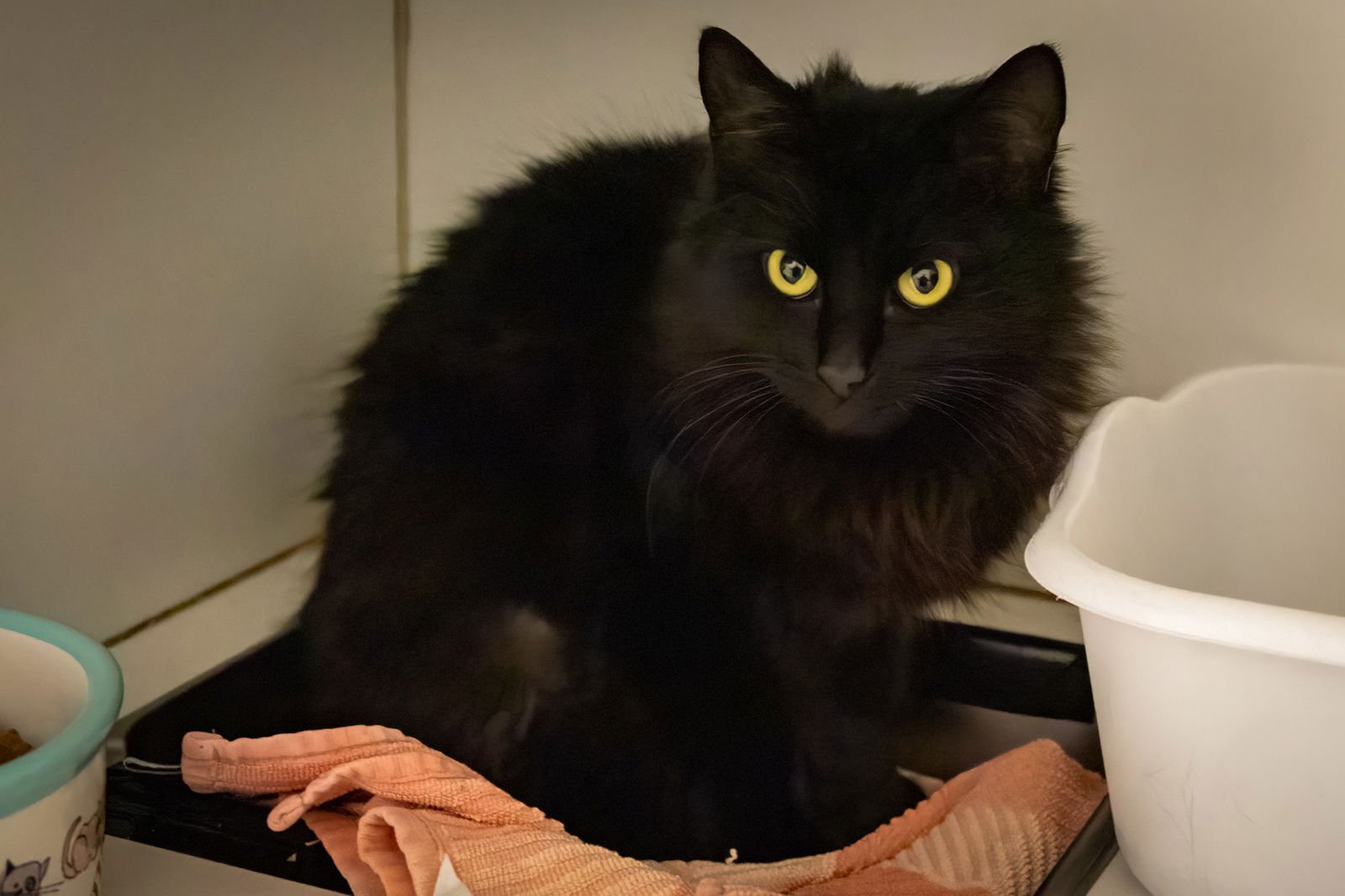 FARRAH DMH/DLH (FCID# 01/05/2026 - 44 TRAINER) - Domestic Medium Hair / Domestic Long Hair available for adoption