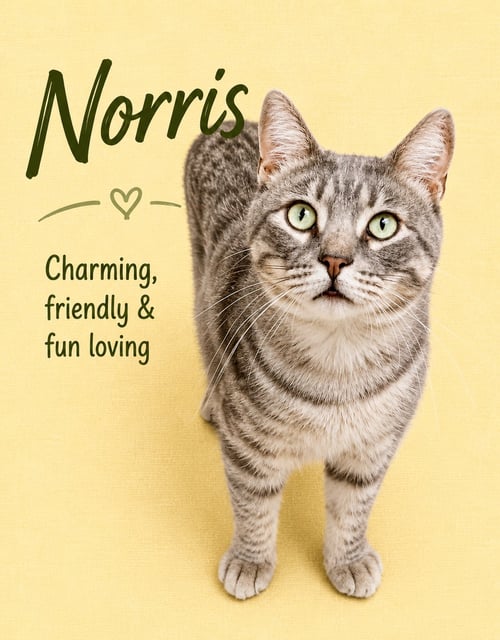 NORRIS 04/28/2026-116 WILLOW GROVE - Tabby available for adoption