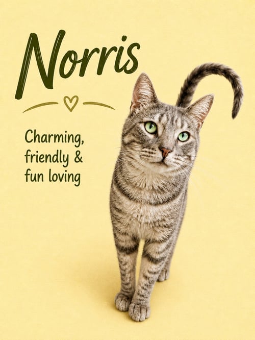 NORRIS 04/28/2026-116 WILLOW GROVE - Tabby available for adoption