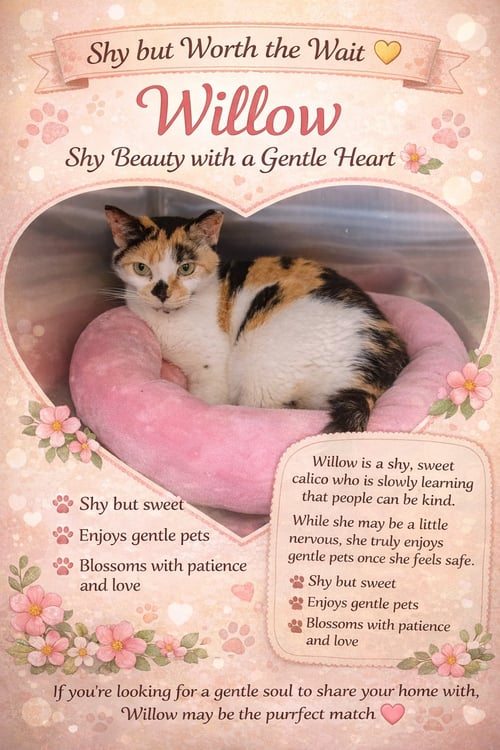 WILLOW (FCID# 12/29/25-420) SN RX KIDNEY FOOD - Calico available for adoption