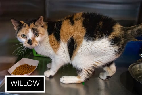 WILLOW (FCID# 12/29/25-420) SN RX KIDNEY FOOD - Calico available for adoption