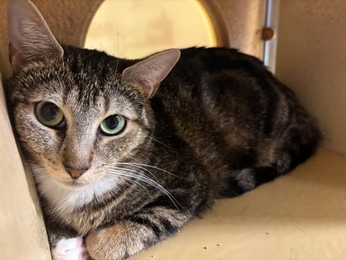 NORMA JEAN (FCID# 04/16/2026 - 49 GLEN MILLS PS) - Domestic Short Hair available for adoption
