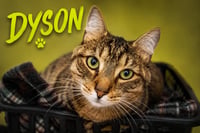 Dyson (FCID# 06/25/2026 - 1 Trainer) - Photo 1