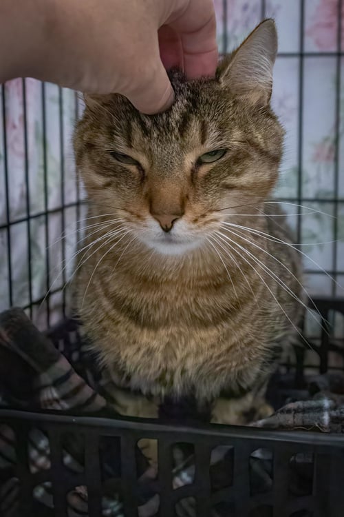 DYSON (FCID# 06/25/2026 - 1 TRAINER) - Tabby available for adoption