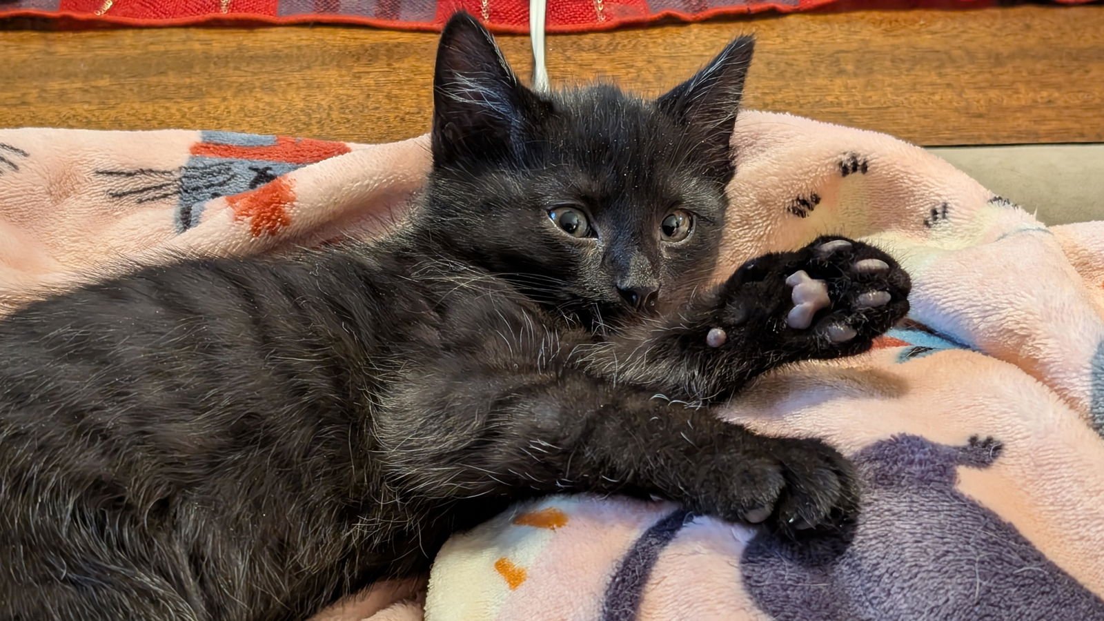 TEDDY BEAR: DMH (FCID# 01/05/2026 - 40) C - Domestic Medium Hair / Tabby available for adoption