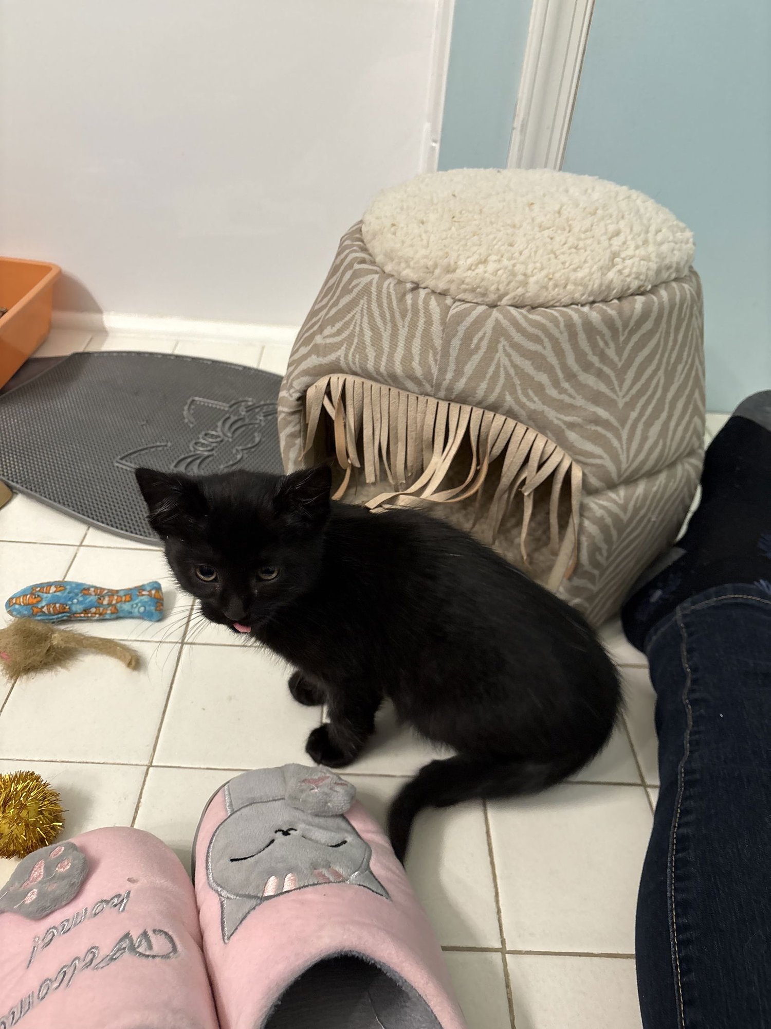 Teddy Bear: DMH (FCID# 01/05/2026 - 40) C - Photo 3