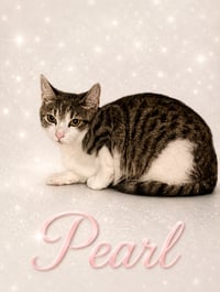 Pearl (FCID# 05/07/2026 - 18 Middletown PS) C - Photo 1