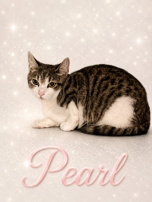 PEARL (FCID# 05/07/2026 - 18 MIDDLETOWN PS) C - Domestic Short Hair / Tabby available for adoption