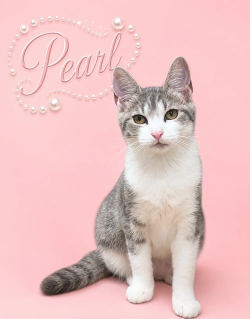 PEARL (FCID# 05/07/2026 - 18 MIDDLETOWN PS) C - Domestic Short Hair / Tabby available for adoption