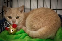Maple (FCID# 04/09/2026 - 17 Trainer) - Photo 2