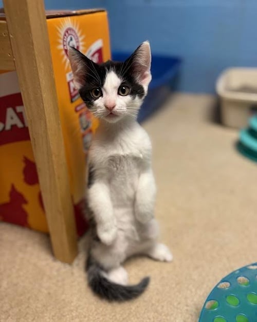 CHERRY, WILLOW GROVE AREA, (FCID 07/01/2026-154) - Domestic Short Hair available for adoption
