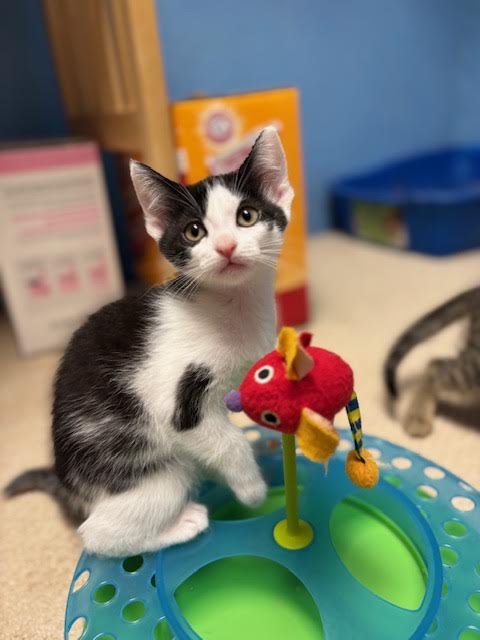 CHERRY, WILLOW GROVE AREA, (FCID 07/01/2026-154) - Domestic Short Hair available for adoption