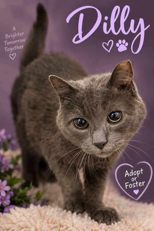DILLY (CID# 08/24/2026 - 46 TRAINER) - Domestic Short Hair available for adoption