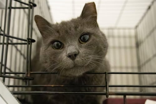 DILLY (CID# 08/24/2026 - 46 TRAINER) - Domestic Short Hair available for adoption