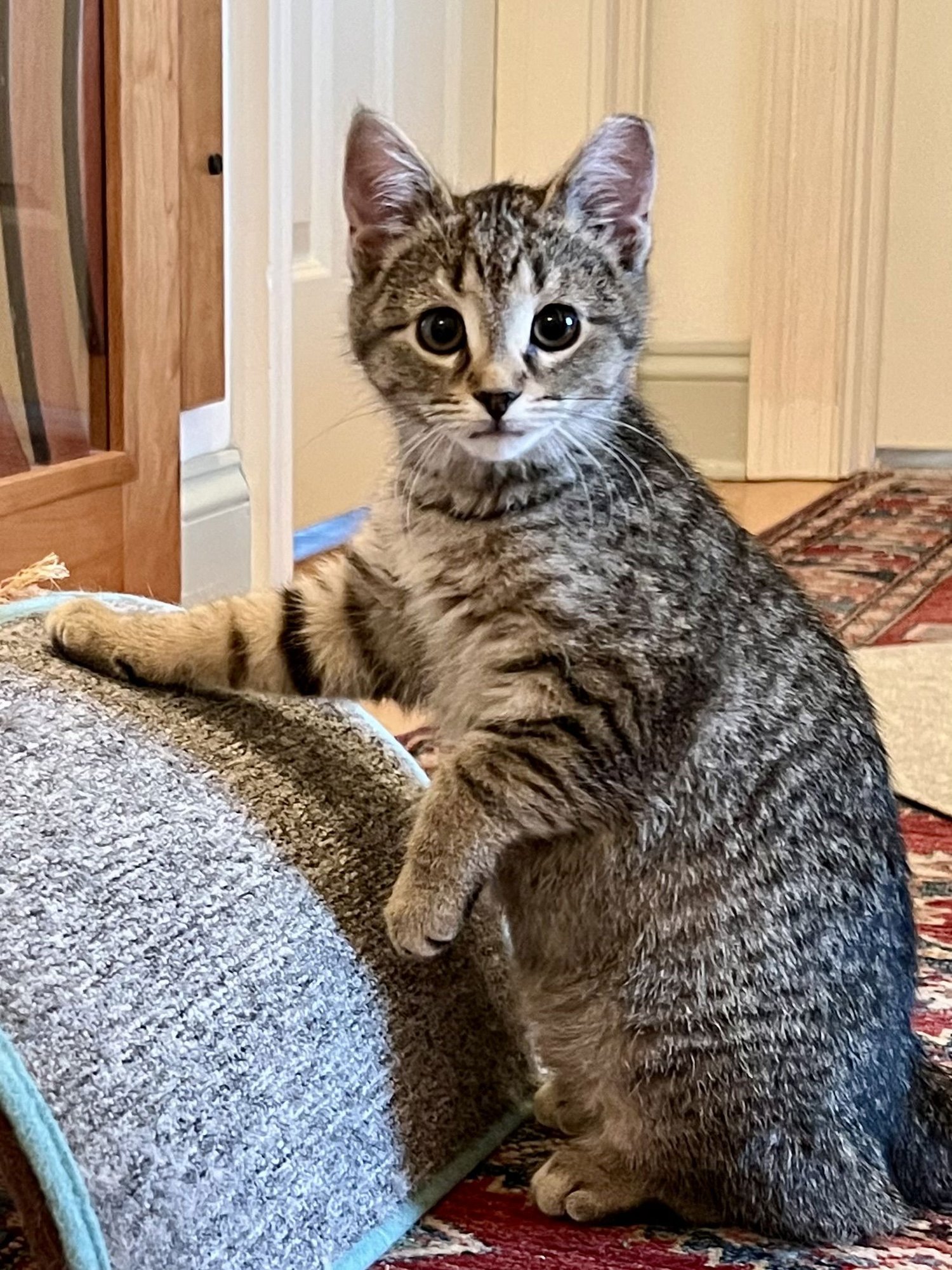 AGATE (FCID#11/24/2025-40) - Domestic Short Hair available for adoption