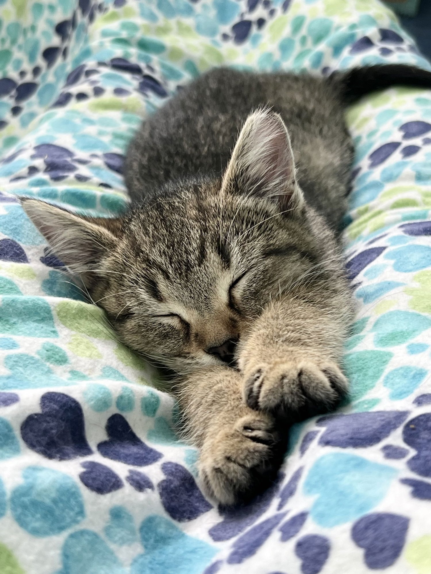 AGATE (FCID#11/24/2025-40) - Domestic Short Hair available for adoption