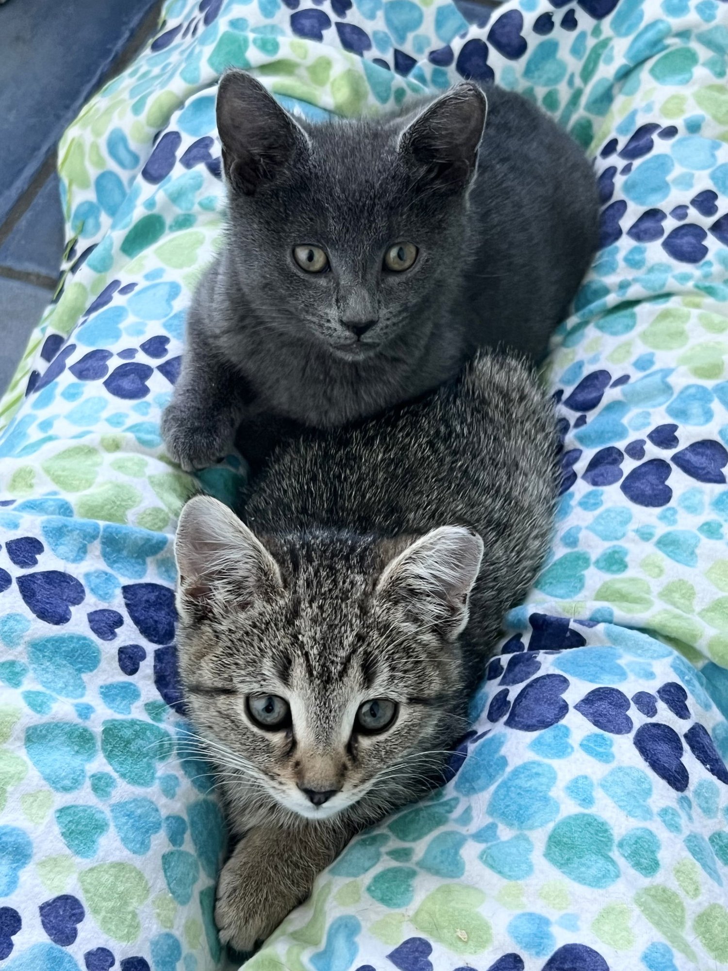 Agate (FCID#11/24/2025-40) - Photo 3