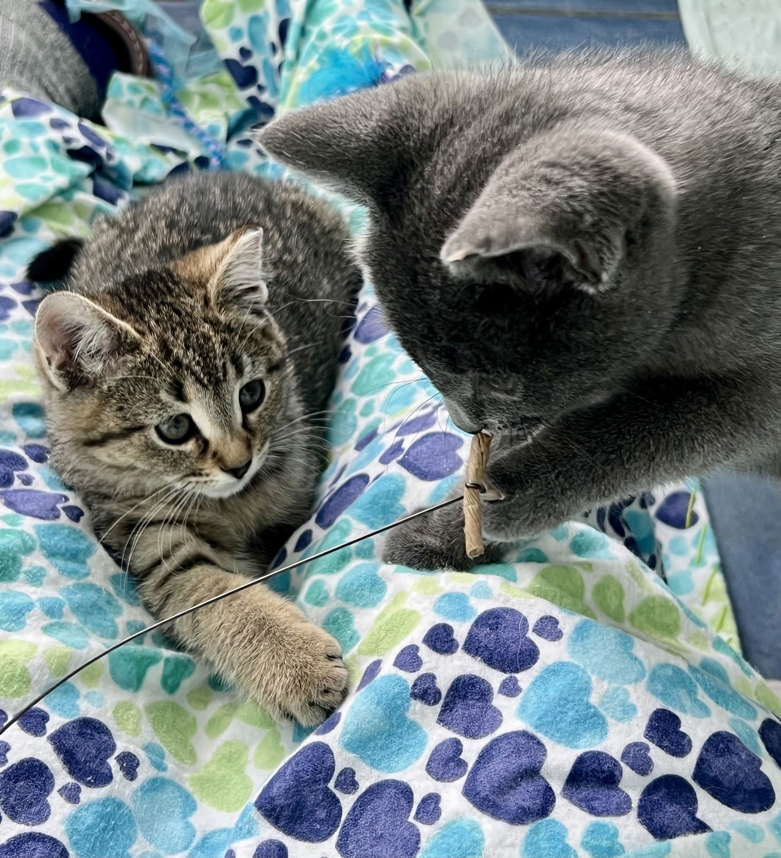 Agate (FCID#11/24/2025-40) - Photo 4